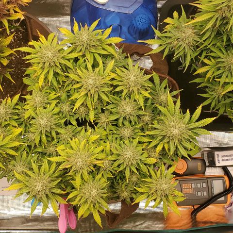Gorilla Cookies growlog timeline photo