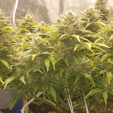 Gorilla Cookies growlog timeline photo