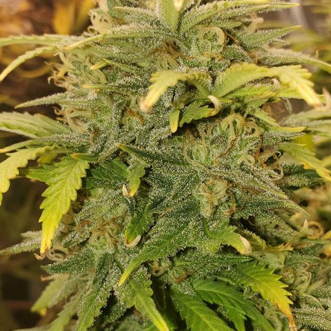 Gorilla Cookies growlog timeline photo