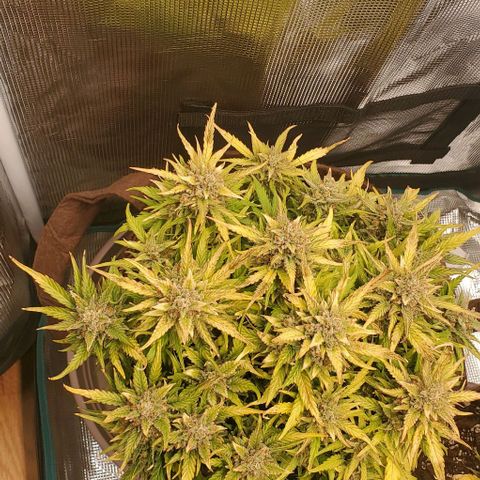 Zkittlez growlog timeline photo