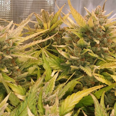 Zkittlez growlog timeline photo