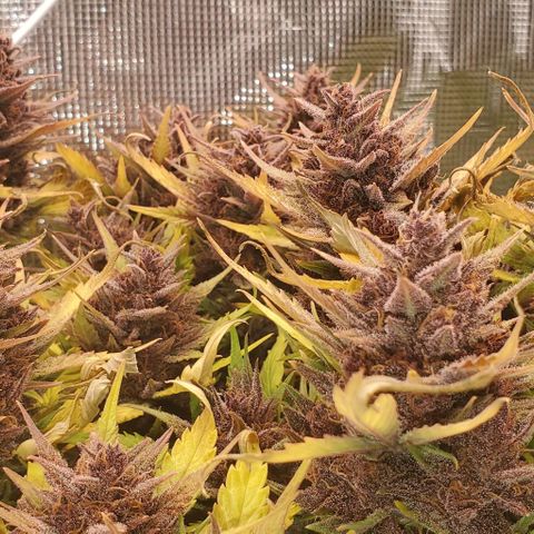 Purple Lemonade growlog timeline photo