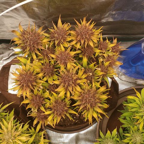 Purple Lemonade growlog timeline photo