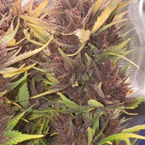Purple Lemonade growlog timeline photo