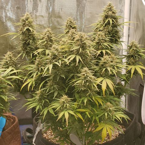 Think Different growlog timeline photo