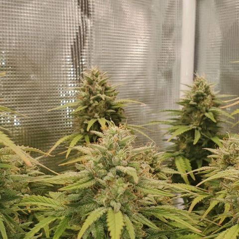 Think Different growlog timeline photo