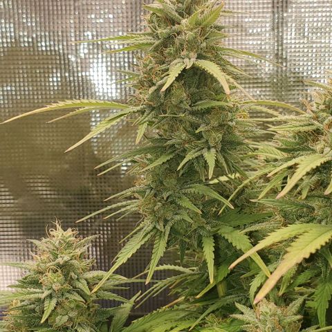 Think Different growlog timeline photo