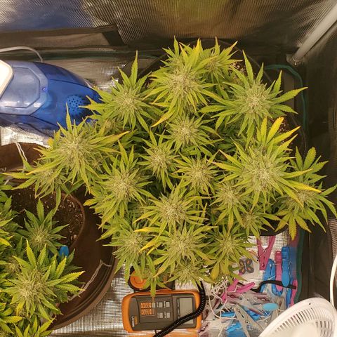Think Different growlog timeline photo