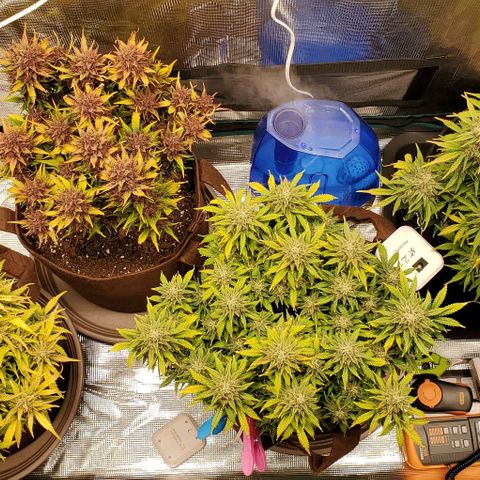 Purple Lemonade growlog timeline photo