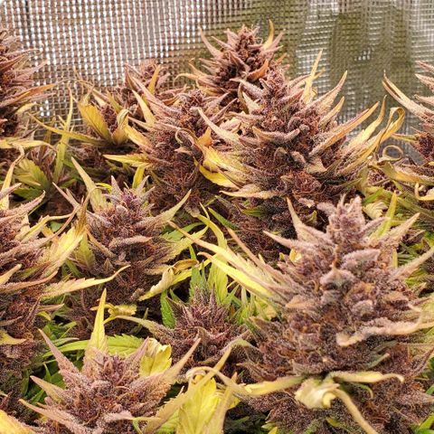 Purple Lemonade growlog timeline photo