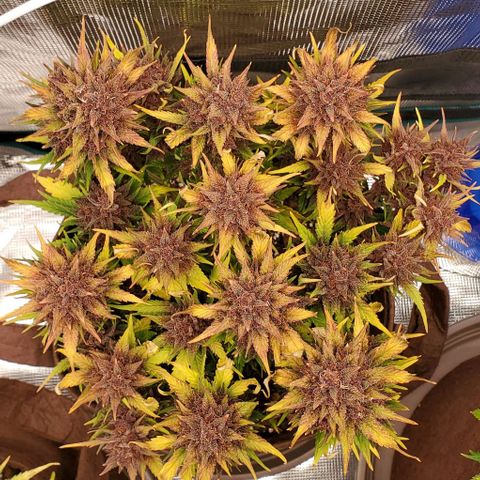 Purple Lemonade growlog timeline photo