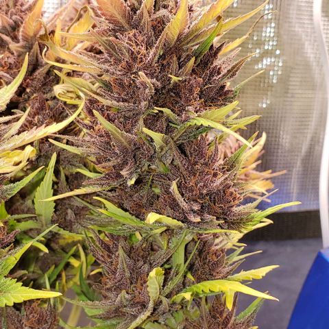 Purple Lemonade growlog timeline photo