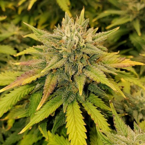 Gorilla Cookies growlog timeline photo
