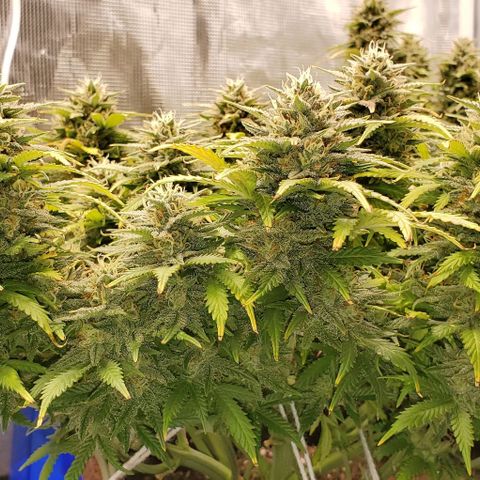 Gorilla Cookies growlog timeline photo