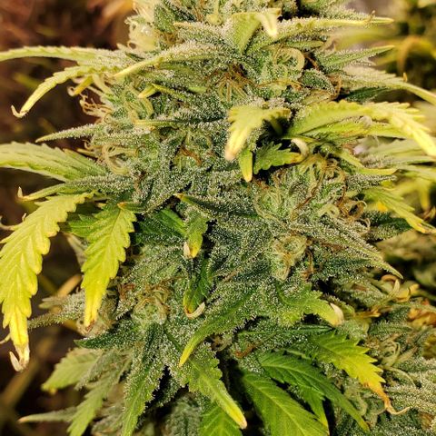 Gorilla Cookies growlog timeline photo