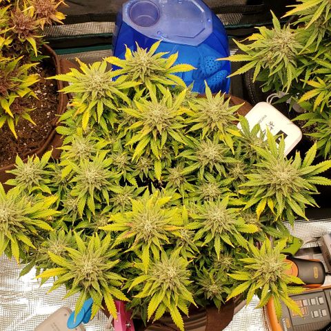 Gorilla Cookies growlog timeline photo