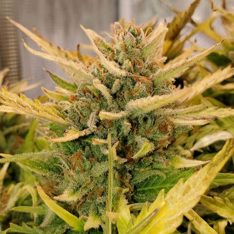 Zkittlez growlog timeline photo