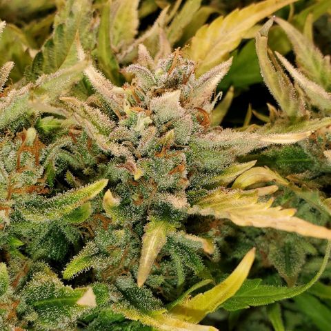 Zkittlez growlog timeline photo