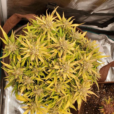 Zkittlez growlog timeline photo