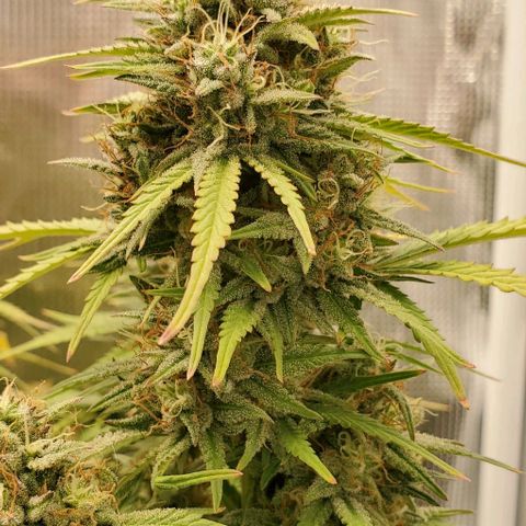 Think Different growlog timeline photo