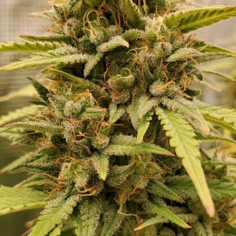 Think Different growlog timeline photo