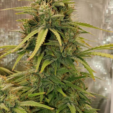 Think Different growlog timeline photo