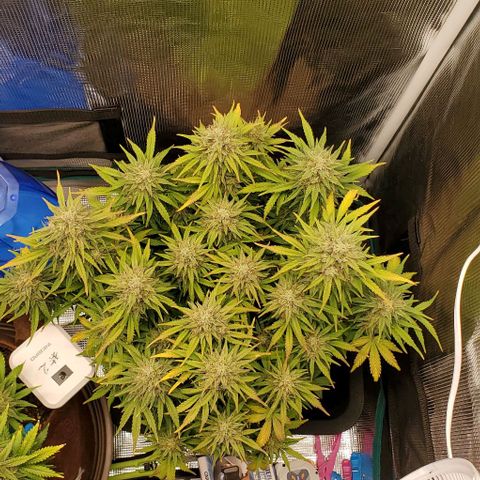 Think Different growlog timeline photo