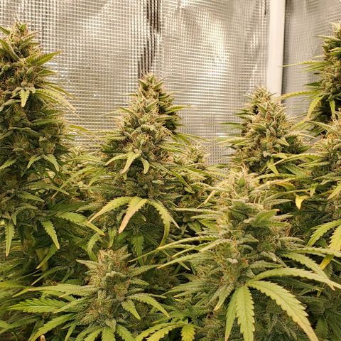 Think Different growlog timeline photo