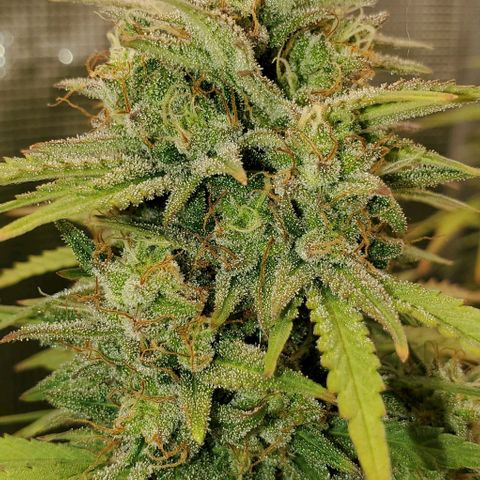 Think Different growlog timeline photo