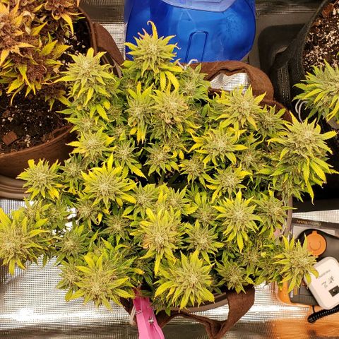 Gorilla Cookies growlog timeline photo