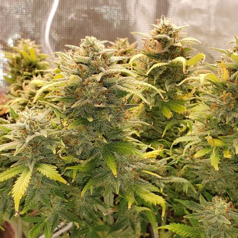 Gorilla Cookies growlog timeline photo