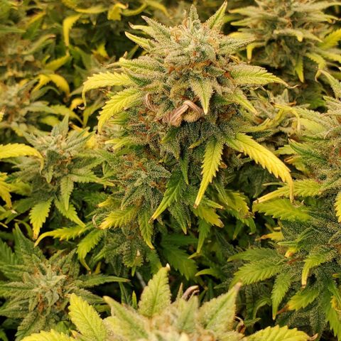 Gorilla Cookies growlog timeline photo