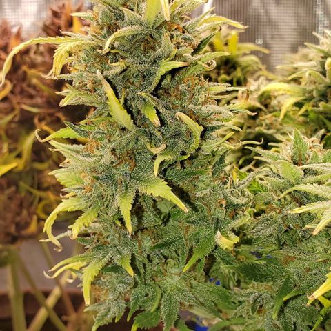 Gorilla Cookies growlog timeline photo