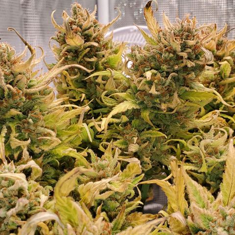 Zkittlez growlog timeline photo