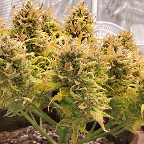 Zkittlez growlog timeline photo
