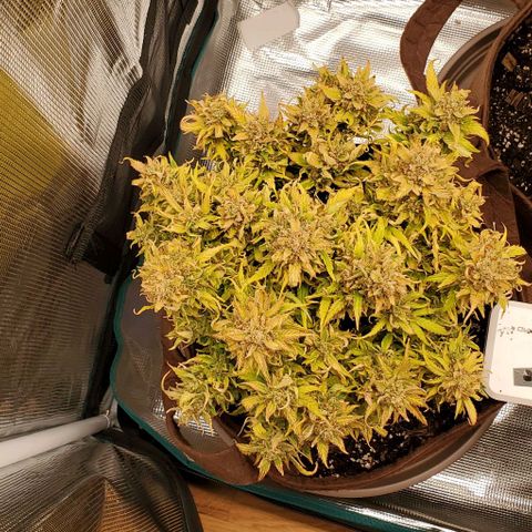 Zkittlez growlog timeline photo