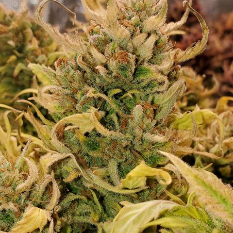 Zkittlez growlog timeline photo