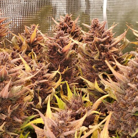 Purple Lemonade growlog timeline photo
