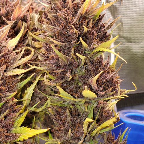 Purple Lemonade growlog timeline photo