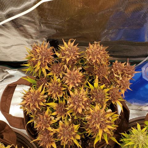 Purple Lemonade growlog timeline photo