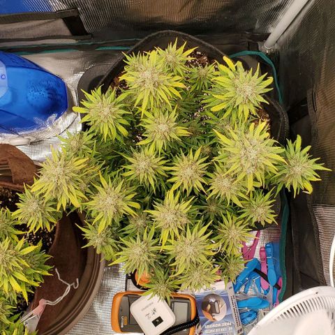 Think Different growlog timeline photo