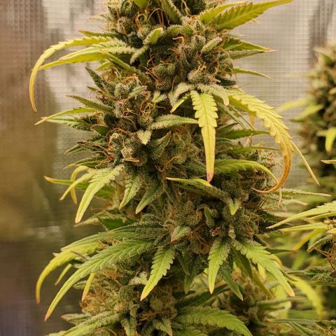 Think Different growlog timeline photo