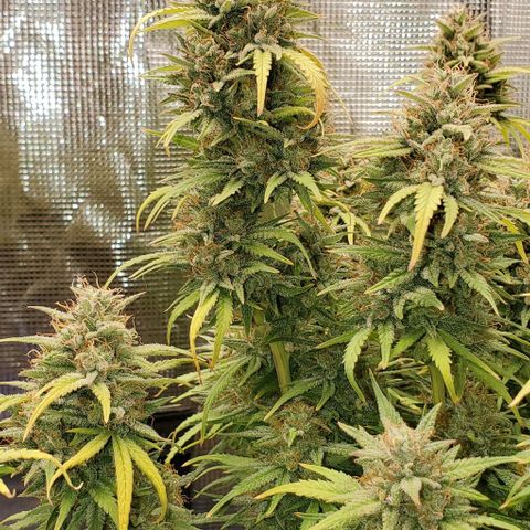 Think Different growlog timeline photo