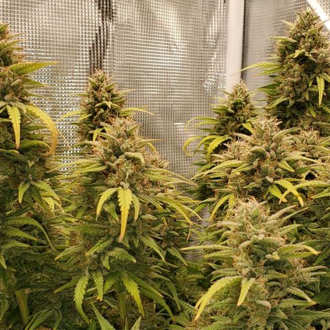 Think Different growlog timeline photo
