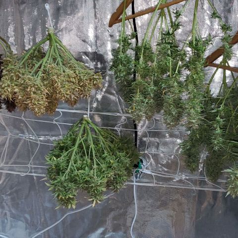 Purple Lemonade growlog timeline photo