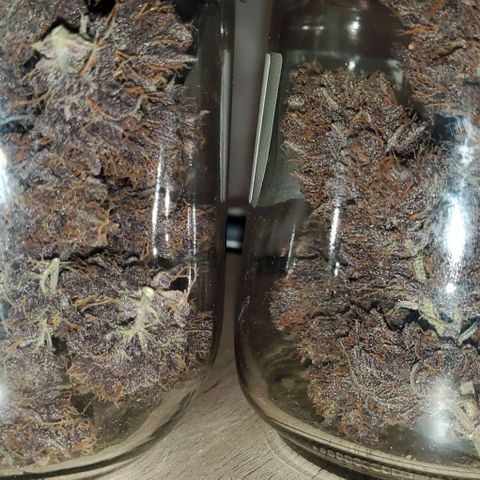 Purple Lemonade growlog timeline photo
