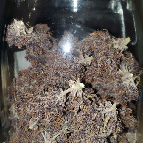 Purple Lemonade growlog timeline photo
