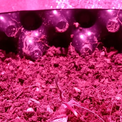 My first plant growlog timeline photo