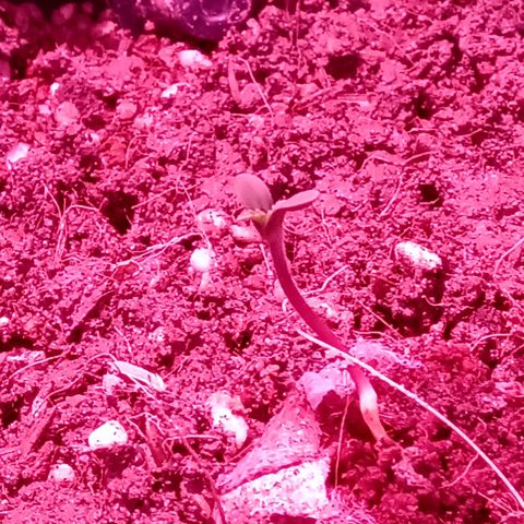 My first plant growlog timeline photo