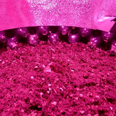 My first plant growlog timeline photo